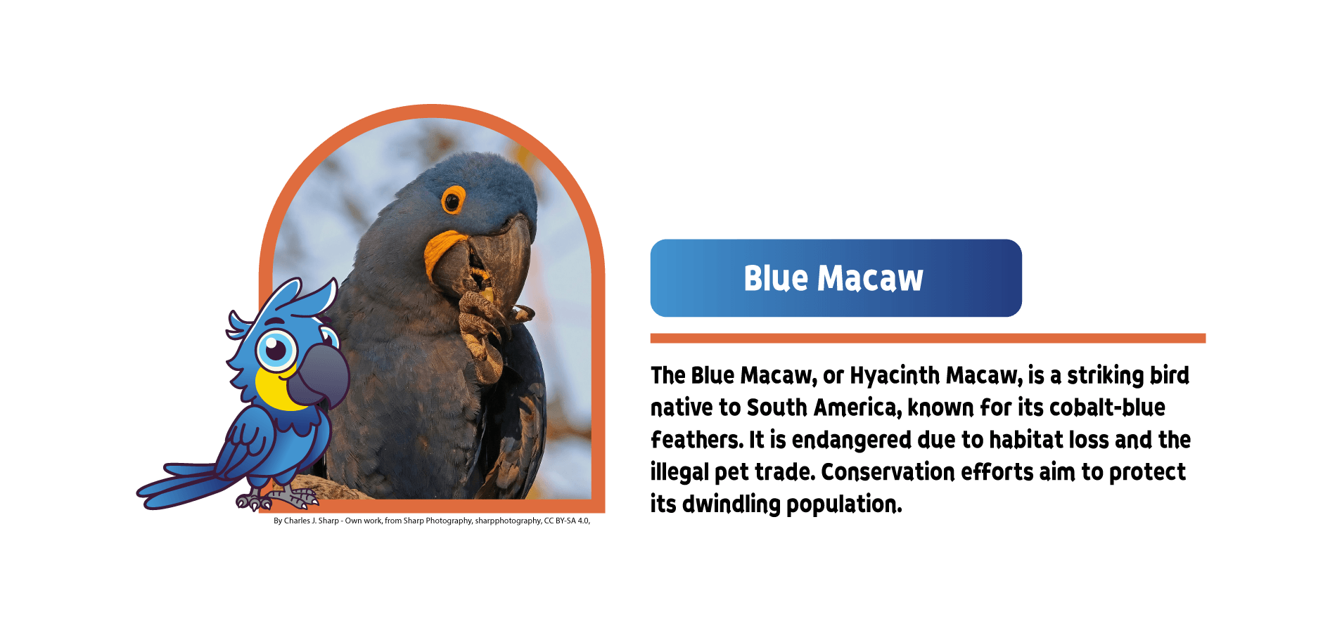 arara Help